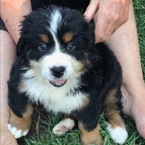 Meet your Posher, Bridget